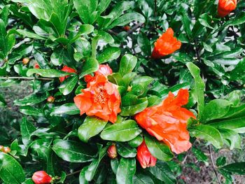 Close-up of orange flowers blooming outdoors