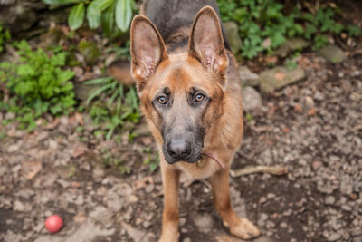 Portrait of dog on field