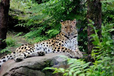 Cat sitting in a forest