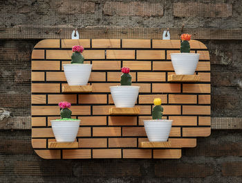 Multi colored potted plant against wall