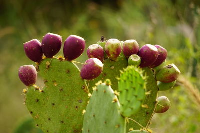 Close-up of fruits growing on plant