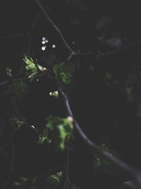 Close-up of plants against blurred background