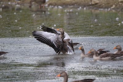 Graylag goose flapping its wing