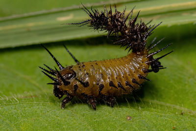 Close-up of insect on plant