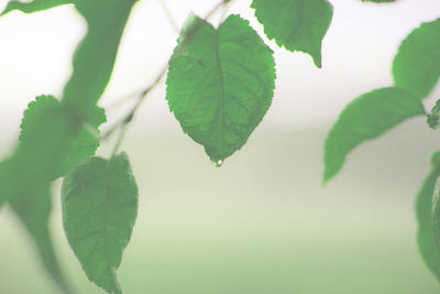 Close-up of leaves