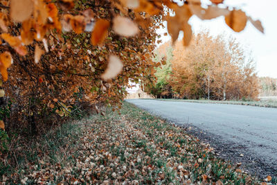 Autumn leaves on road