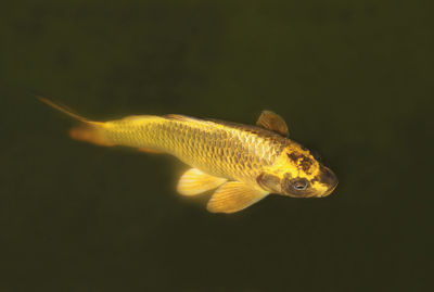 Close-up of fish swimming in sea