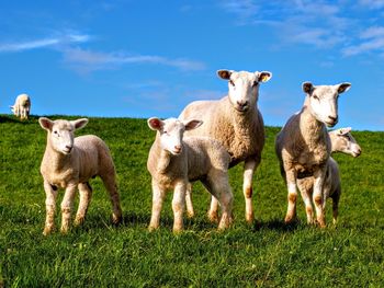 Portrait of sheep on field