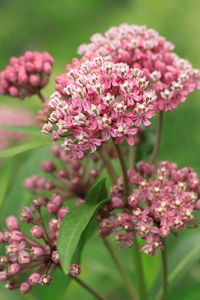 Close-up of pink flowers blooming outdoors