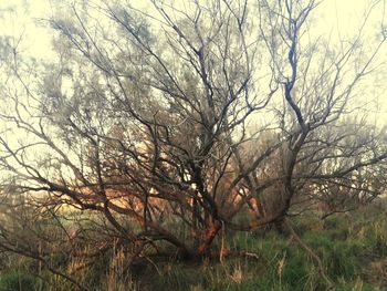 Bare trees on field against sky