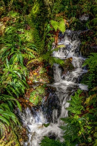 Scenic view of waterfall in forest