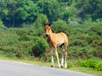 Horse standing on road amidst trees