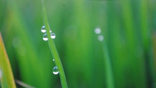 Close-up of water drops on leaf