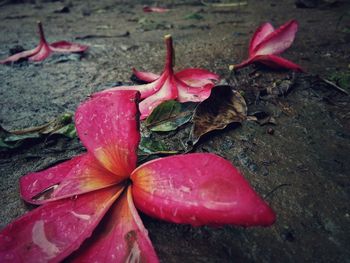 Close-up of red leaves