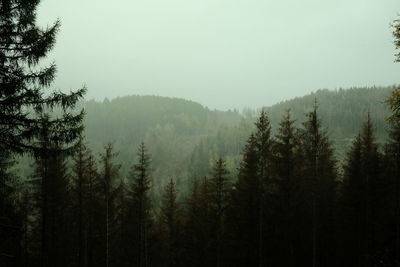 Pine trees in forest