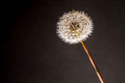 Close-up of dandelion against black background