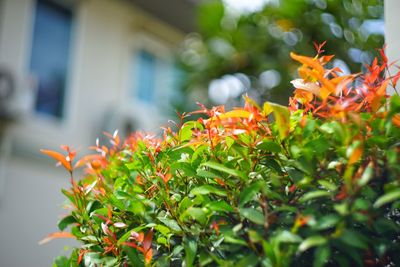 Close-up of red flowers blooming outdoors