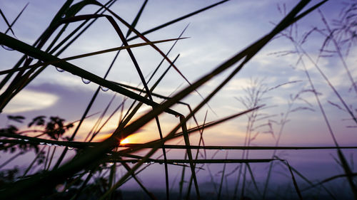 Close-up of silhouette plants against sky during sunset