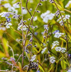 Close-up of purple flowering plants