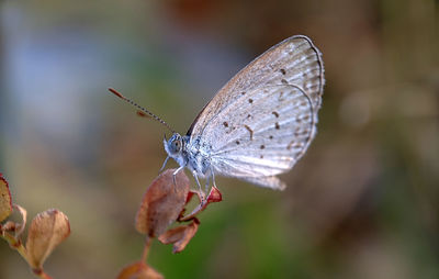 Close-up of butterfly pollinating on flower