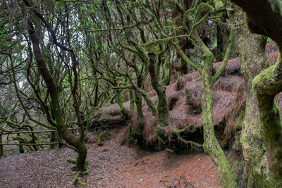 Trees growing in forest