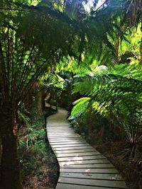 Boardwalk amidst trees