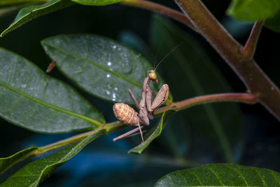 Close-up of praying mantis on a leaves