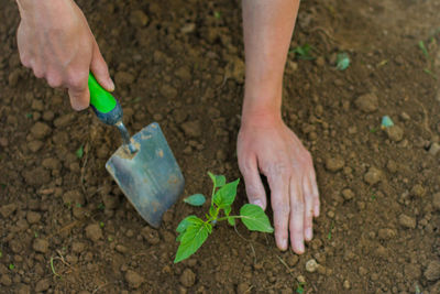 Midsection of person holding leaf