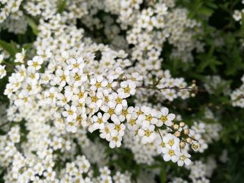 Close-up of fresh white flowers blooming in park