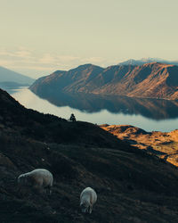 Flock of sheep in a mountain