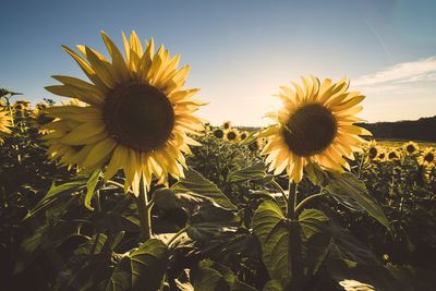 Close-up of sunflower on field against sky