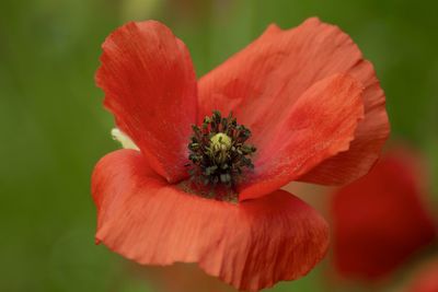 Close-up of red flower