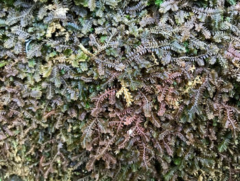 Full frame shot of moss growing on tree trunk