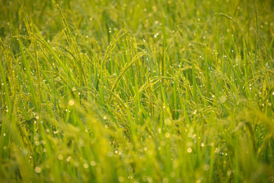 Close-up of wet grass on field