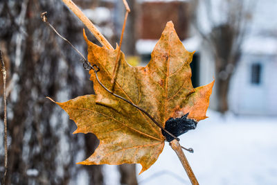 Close-up of dry leaf on snow covered leaves