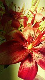 Close-up of red flower