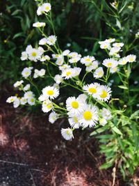 Close-up of white daisy flowers on field