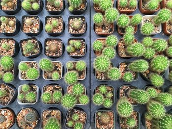 Full frame shot of plants growing in garden