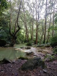 Scenic view of river amidst trees in forest