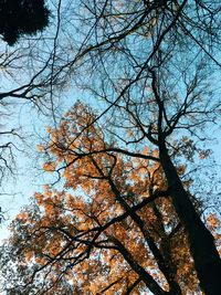 Low angle view of tree against sky during autumn