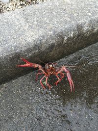High angle view of crayfish on rock