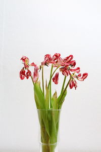 Close-up of vase against white background