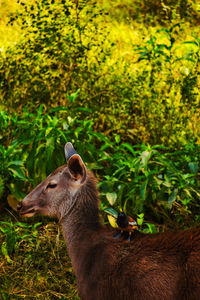 Side view of an animal on field