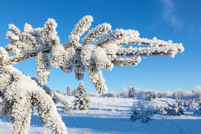 Close-up of snow covered plants against blue sky