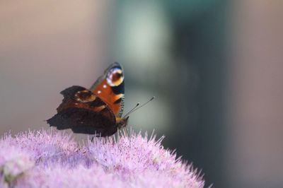 Close-up of butterfly pollinating on flower