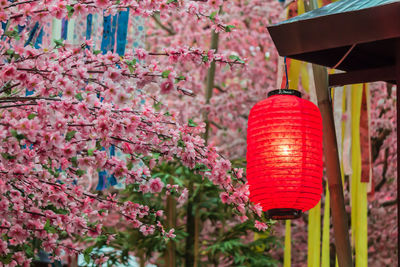 Close-up of red lanterns hanging on plant