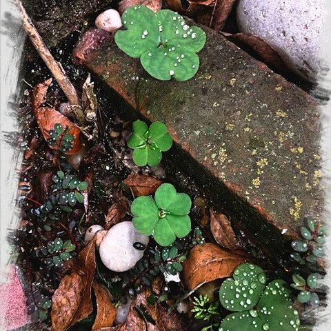 leaf, green color, high angle view, plant, growth, freshness, close-up, water, wet, nature, fragility, leaves, leaf vein, drop, directly above, no people, growing, day, green, outdoors