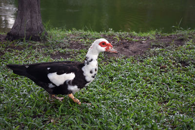 Side view of a bird on land