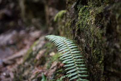 Close-up of lizard on tree trunk