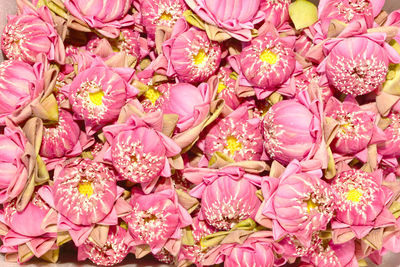 Close-up of pink roses